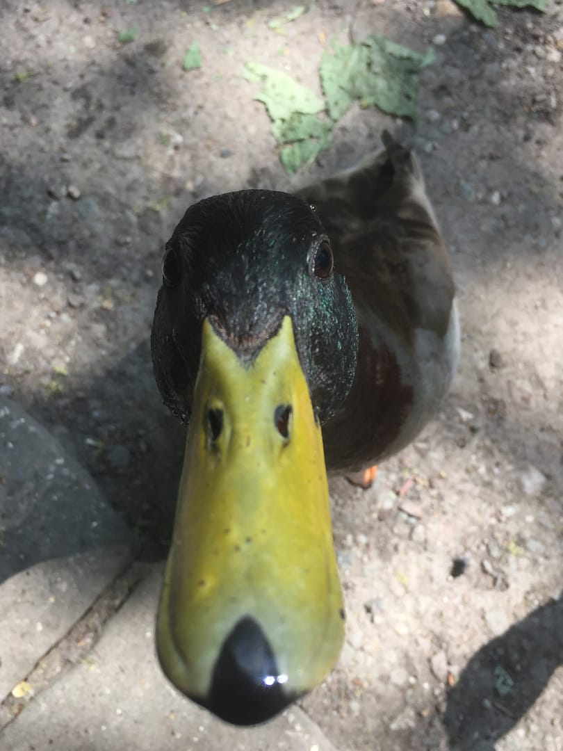 Comical view of a duck looking up, the end of its bill is closest to the camera while its head obscures most of its body.
